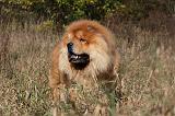 CHOW CHOW 430